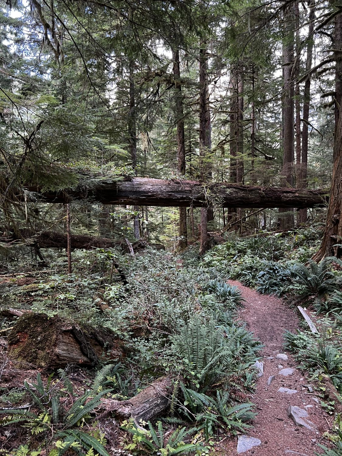 Mount Rainier NP 